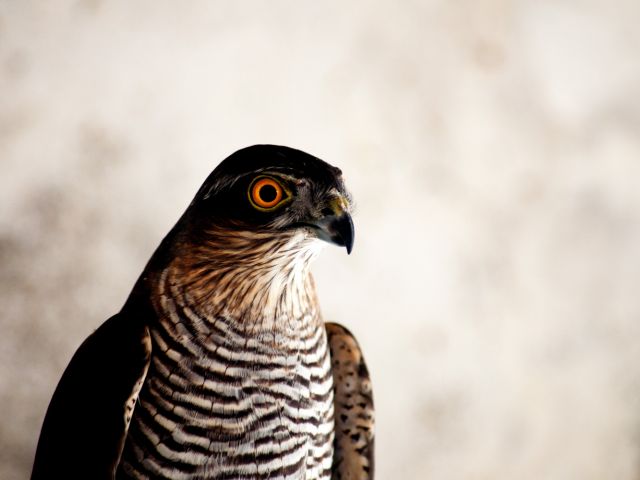 Sparrowhawk 2